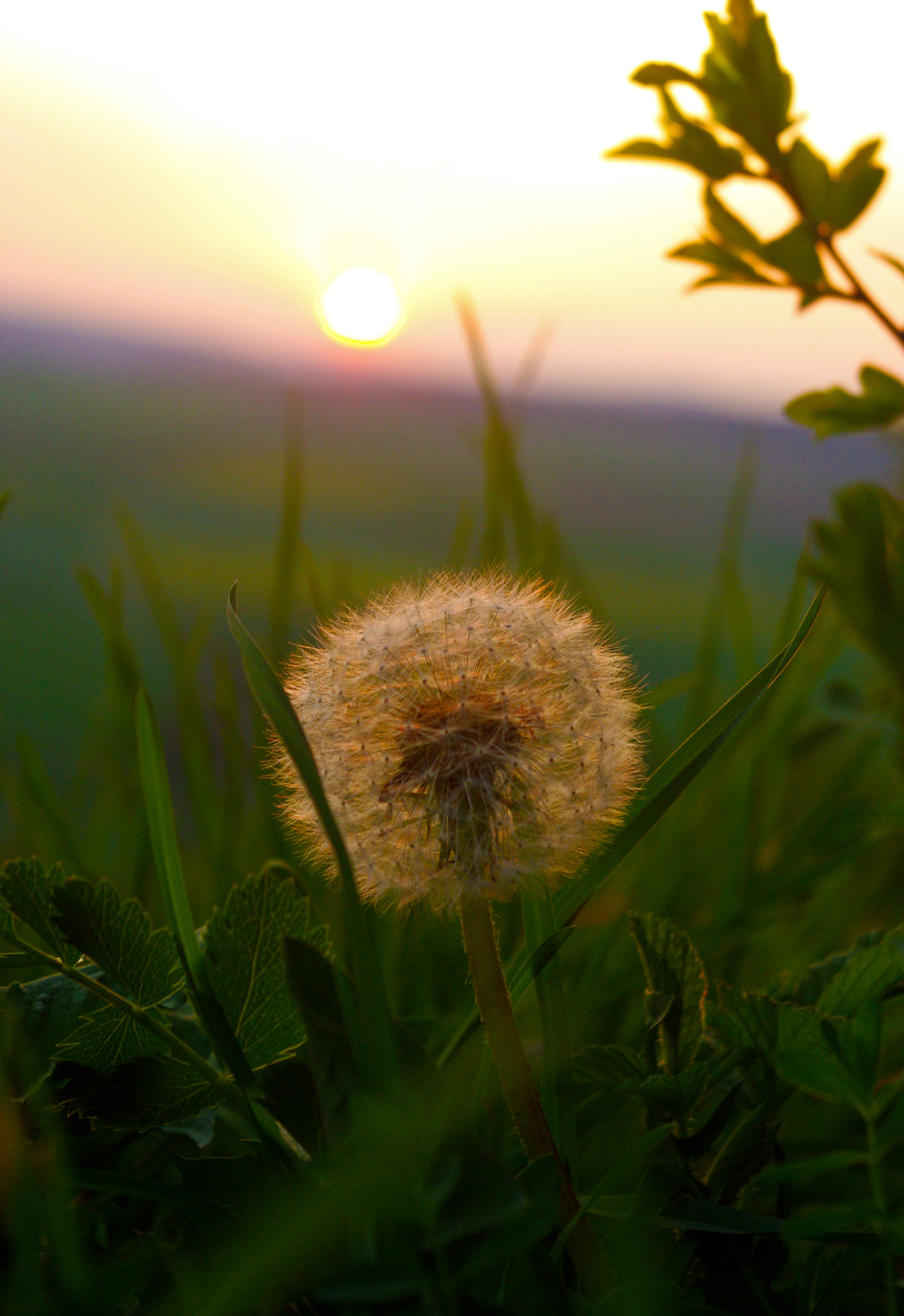 Pusteblume vor Sonnenuntergang