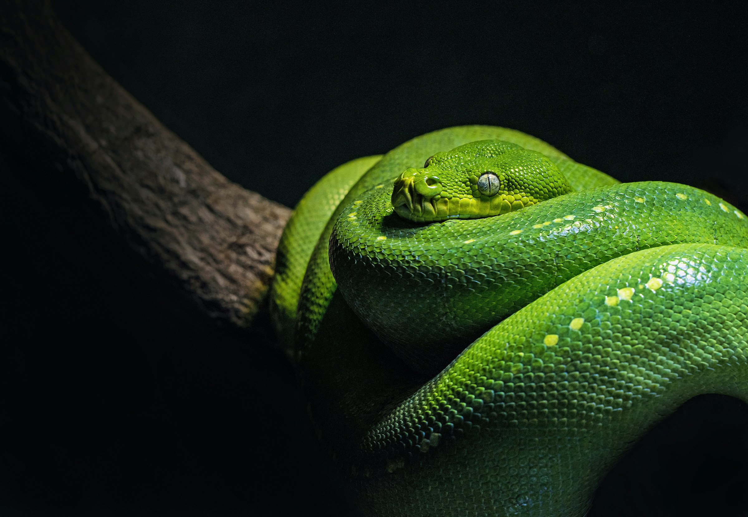 Eine grüne Schlange liegt zusammengerollt auf einem Ast.