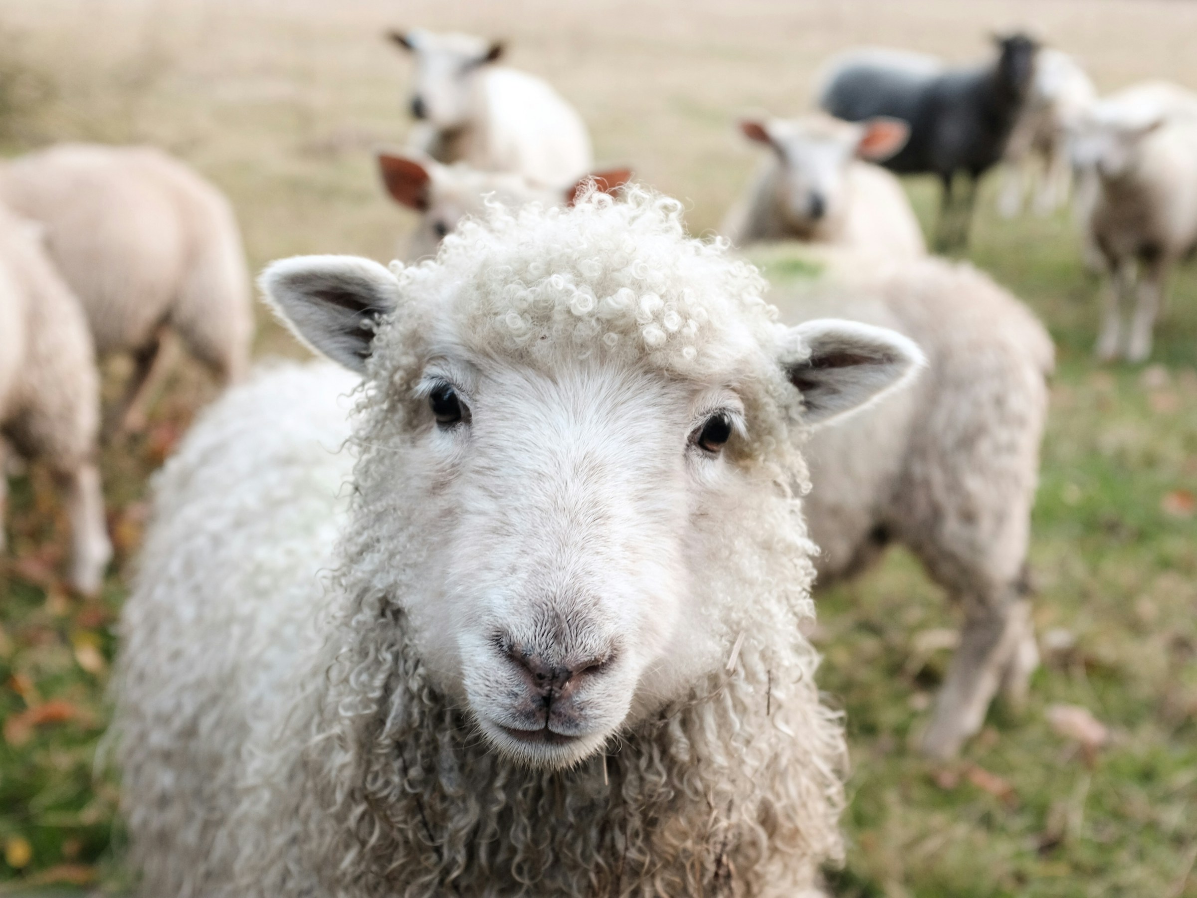 Ein weißes Schaf blickt direkt den Betrachter des Bildes an-